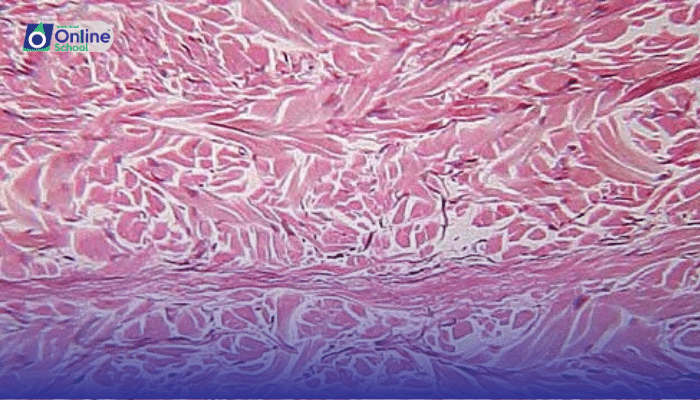 Lesson 22: Tissues: The Teamwork of Cells